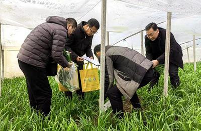 天水市农业农村局来武山县开展“两节”期间农产品质量安全监督抽样工作