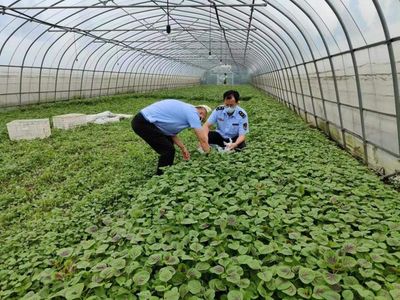 保障百姓菜篮子!宝山时刻拧紧地产农产品质量"安全阀"